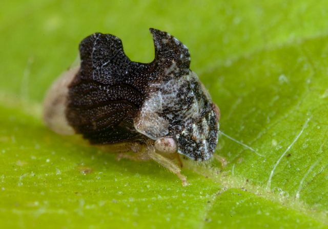 Entylia carinata Membracidae