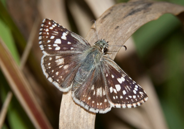 Pyrgus communis Hesperiidae