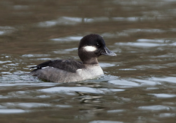 Bucephala albeola Anatidae