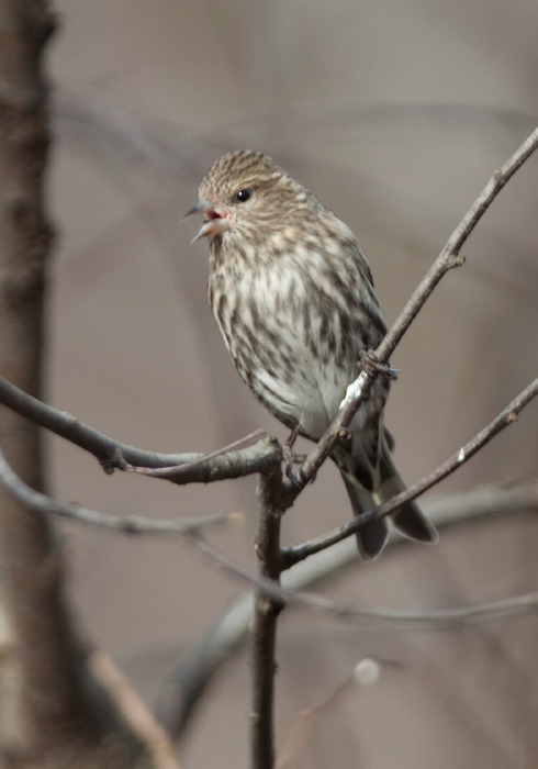 Carduelis pinus Fringillidae