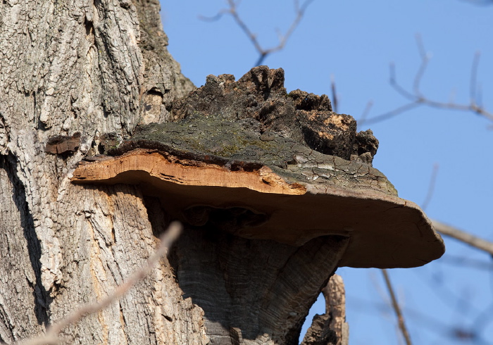 Phellinus sp.? Hymenochaetaceae?