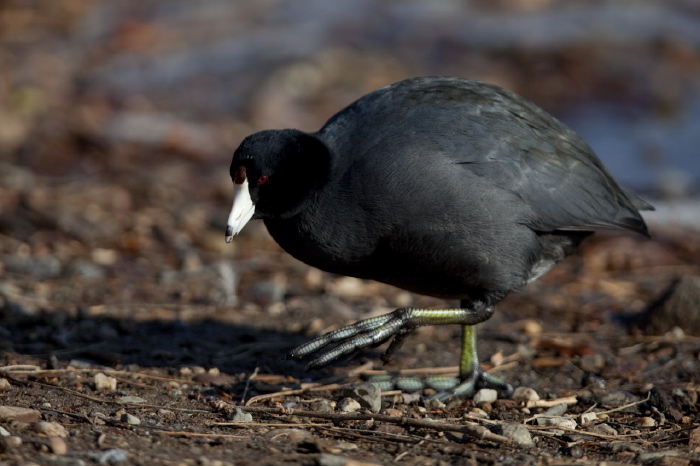 Fulica americana Rallidae