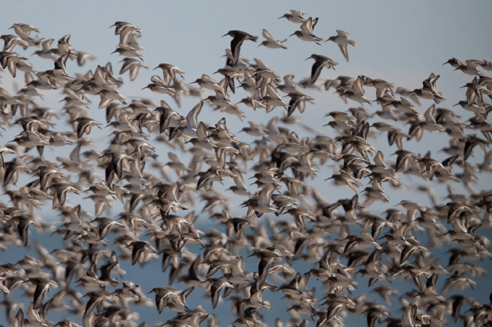 Calidris alpina Scolopacidae