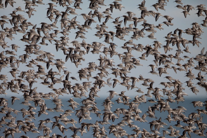 Calidris alpina Scolopacidae