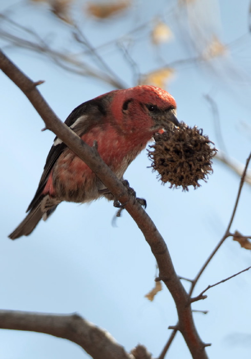 Loxia leucoptera Fringillidae