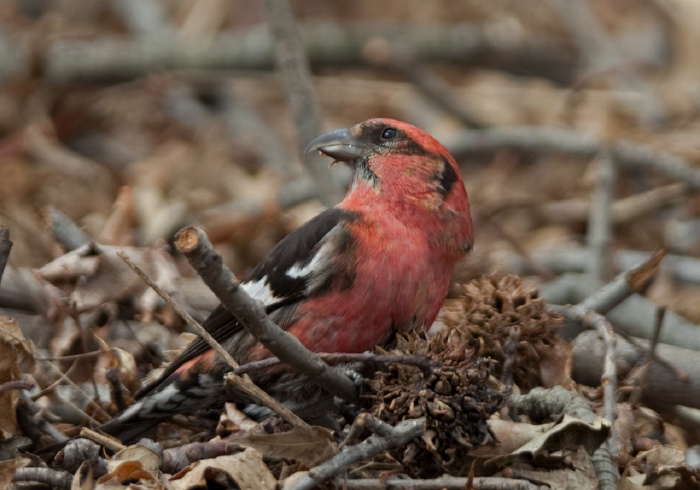 Loxia leucoptera Fringillidae