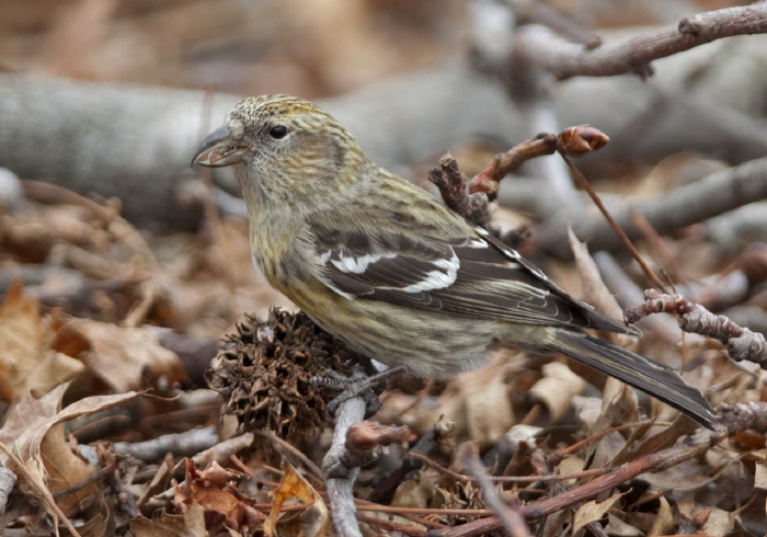 Loxia leucoptera Fringillidae