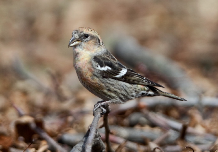 Loxia leucoptera Fringillidae