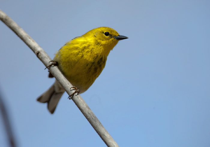 Setophaga pinus Parulidae