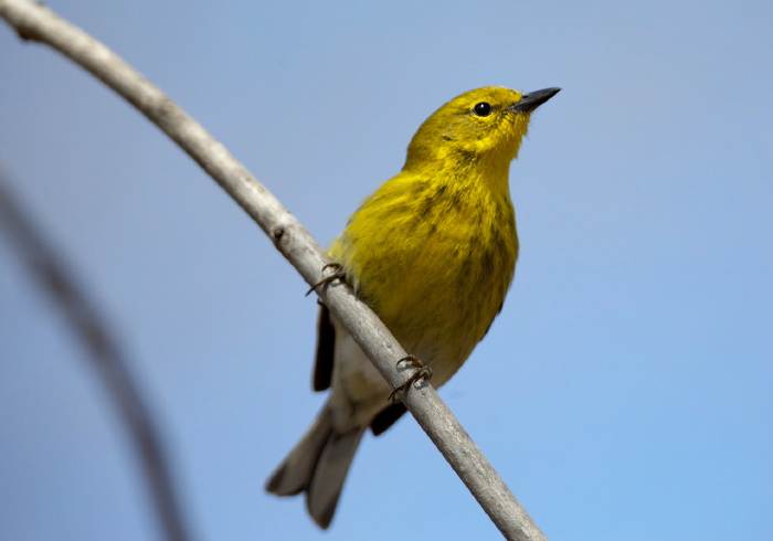 Setophaga pinus Parulidae