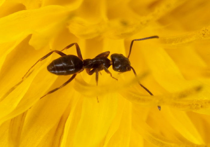 Tapinoma sessile Formicidae