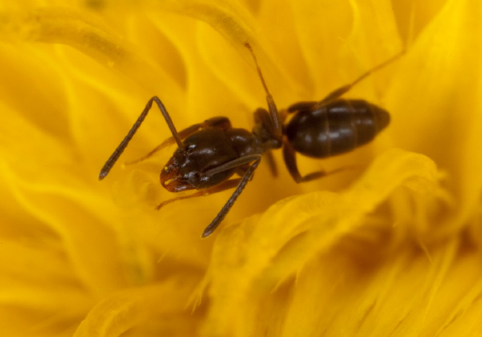 Tapinoma sessile Formicidae