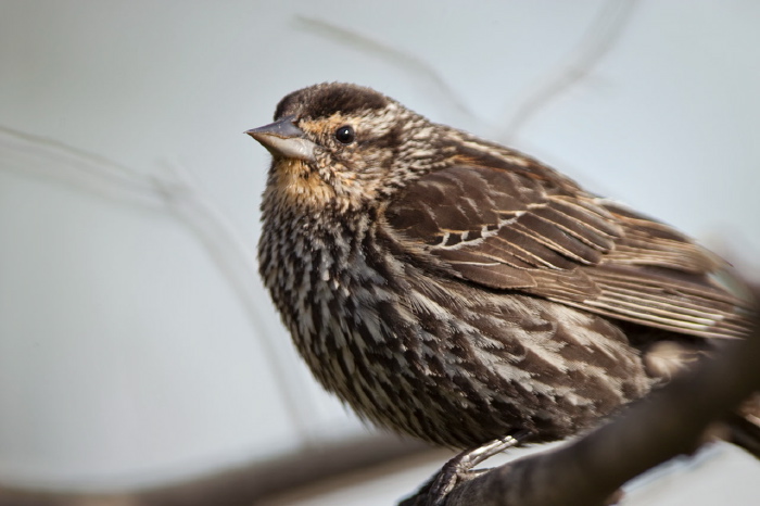 Agelaius phoeniceus Icteridae