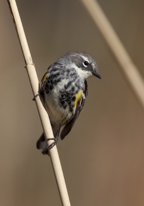 Setophaga coronata Parulidae