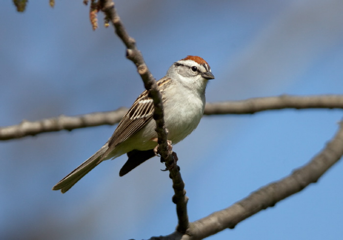 Spizella passerina Emberizidae