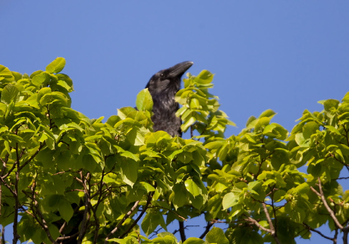 Corvus corax Corvidae