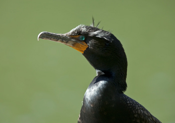 Phalacrocorax auritus Phalacrocoracidae