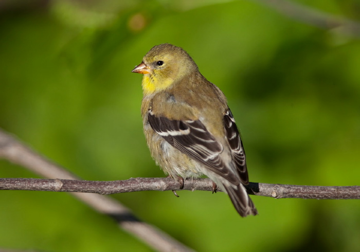 Carduelis tristis Fringillidae