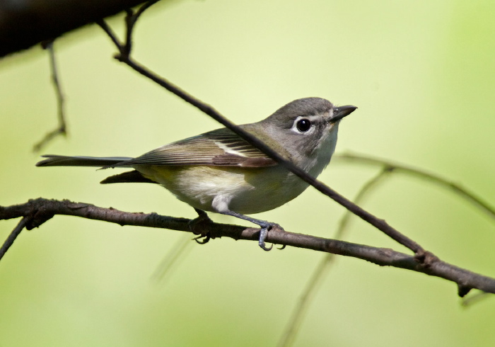 Vireo solitarius Vireonidae