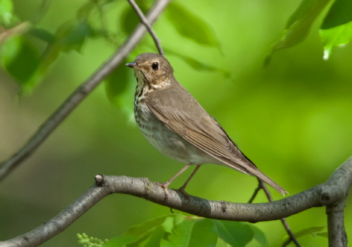 Catharus ustulatus Turdidae