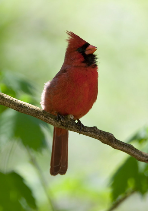 Cardinalis cardinalis Cardinalidae