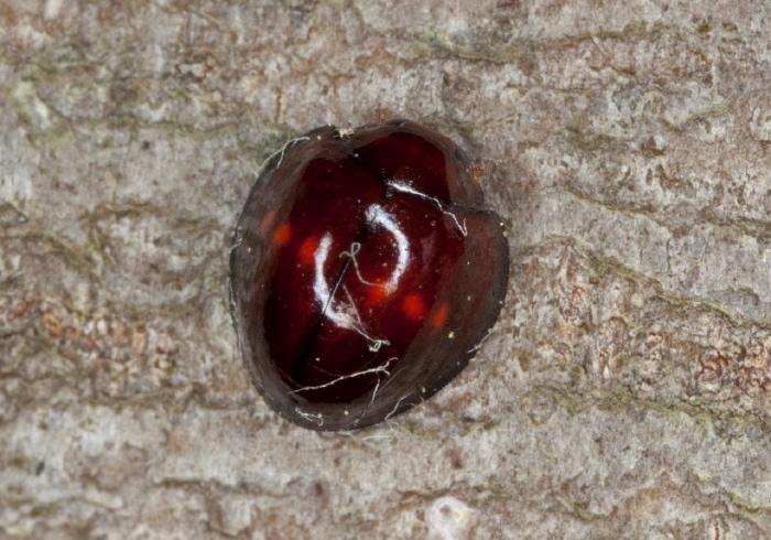 Chilocorus bipustulatus Coccinellidae