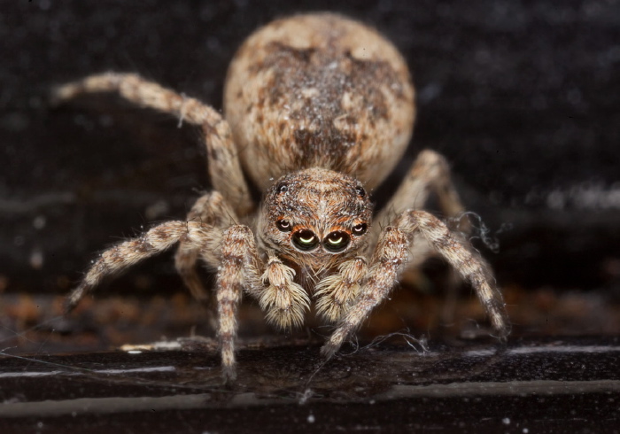 Sitticus fasciger Salticidae