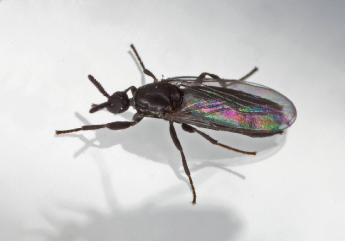 Scatopse sp.? Scatopsidae