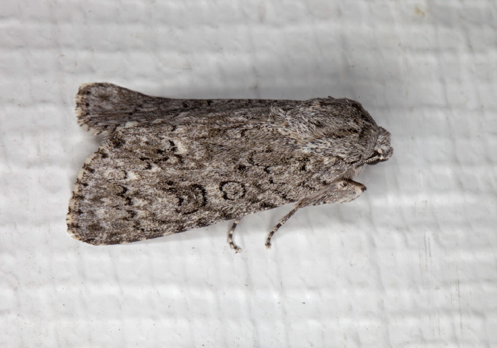 Acronicta americana Noctuidae