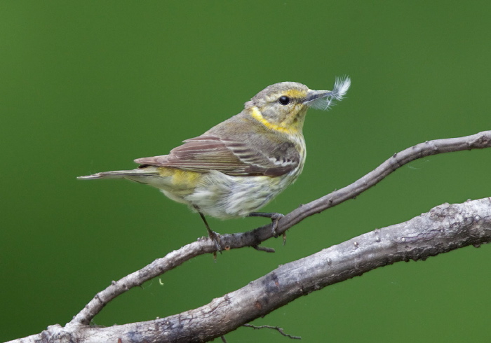 Setophaga tigrina Parulidae