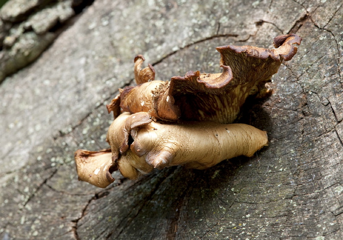 Pleurotus ostreatus? Pluteaceae