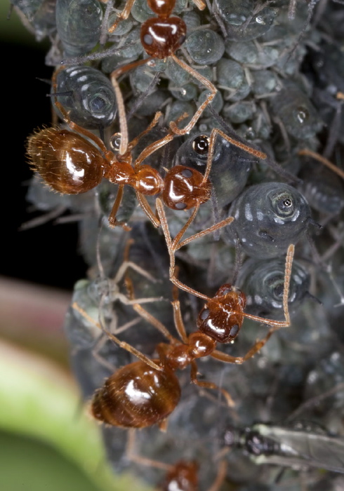 Prenolepis imparis Formicidae