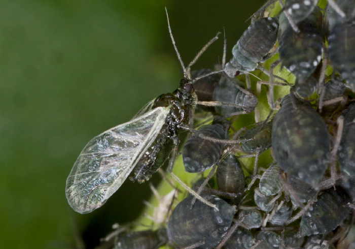 Aphis sambuci? Aphididae