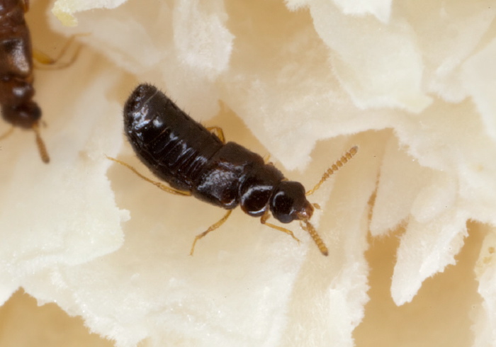   Staphylinidae