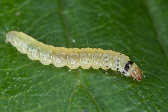 Anacampsis consonella Gelechiidae