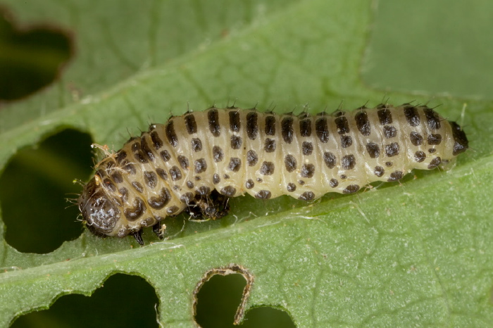 Pyrrhalta viburni Chrysomelidae