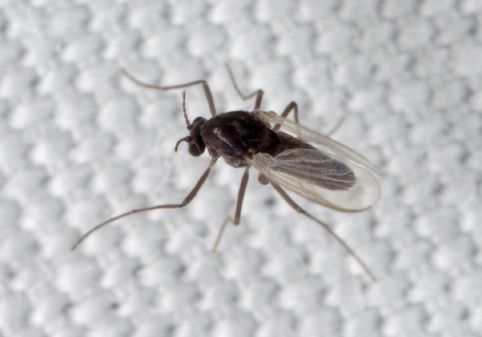   Chironomidae