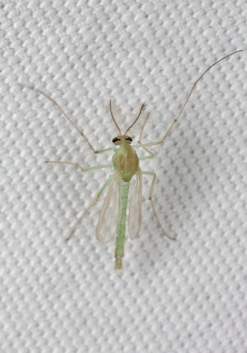 Parachironomus sp. Chironomidae