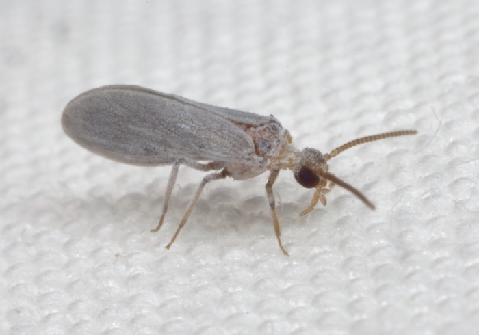   Coniopterygidae