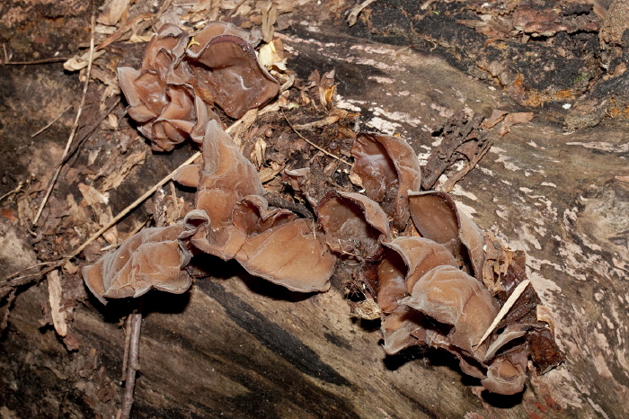 Auricularia auricula Auriculariaceae