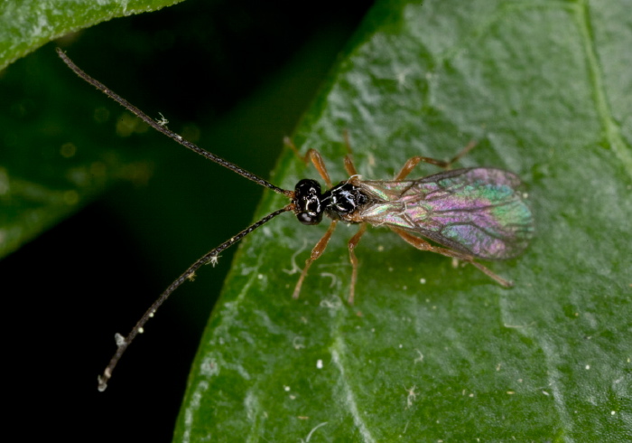 Opius sp. Braconidae