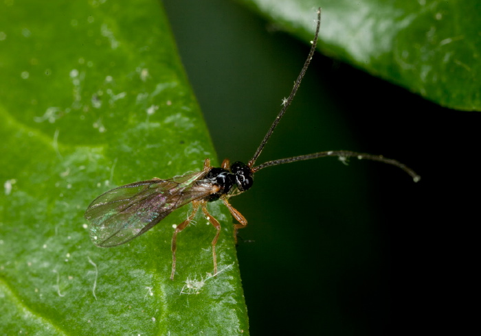 Opius sp. Braconidae