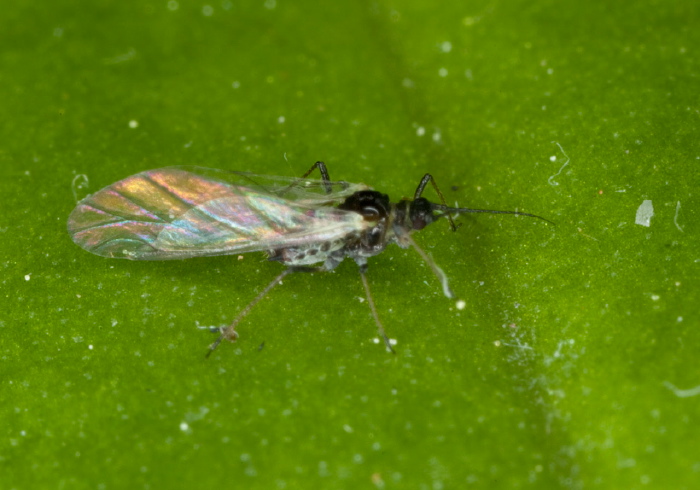   Aphididae