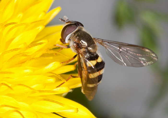 Eupeodes (Metasyrphus) sp. Syrphidae