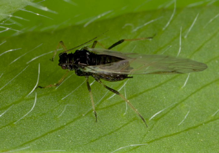   Aphididae