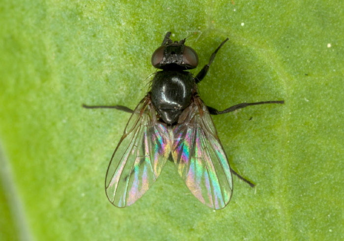 Ophiomyia sp. Agromyzidae