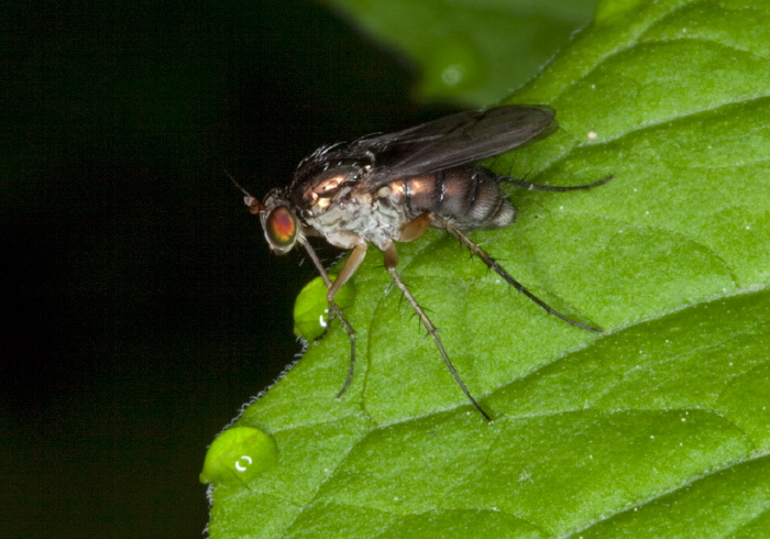 Dolichopus sp. Dolichopodidae