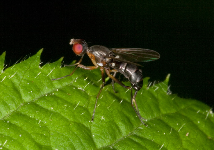 Nemopoda sp.? Sepsidae