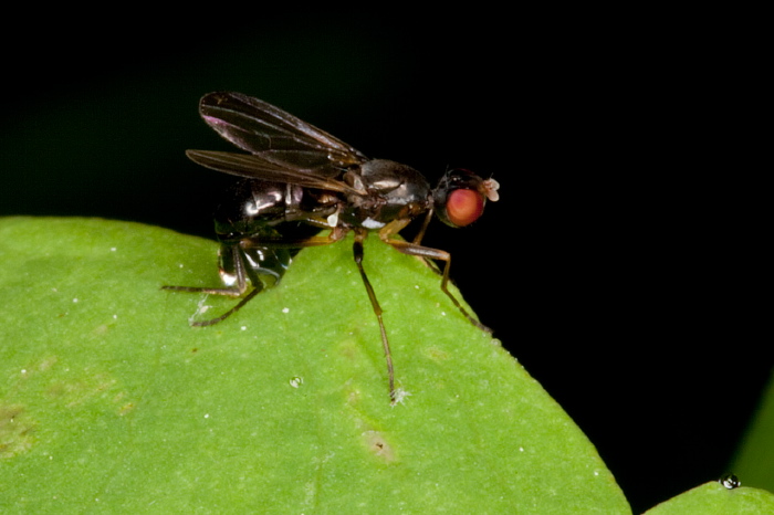 Nemopoda sp.? Sepsidae