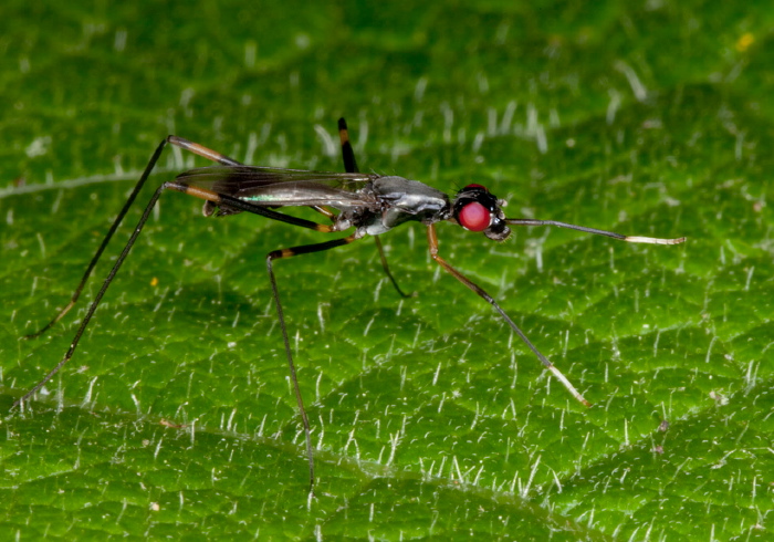 Rainieria antennaepes Micropezidae